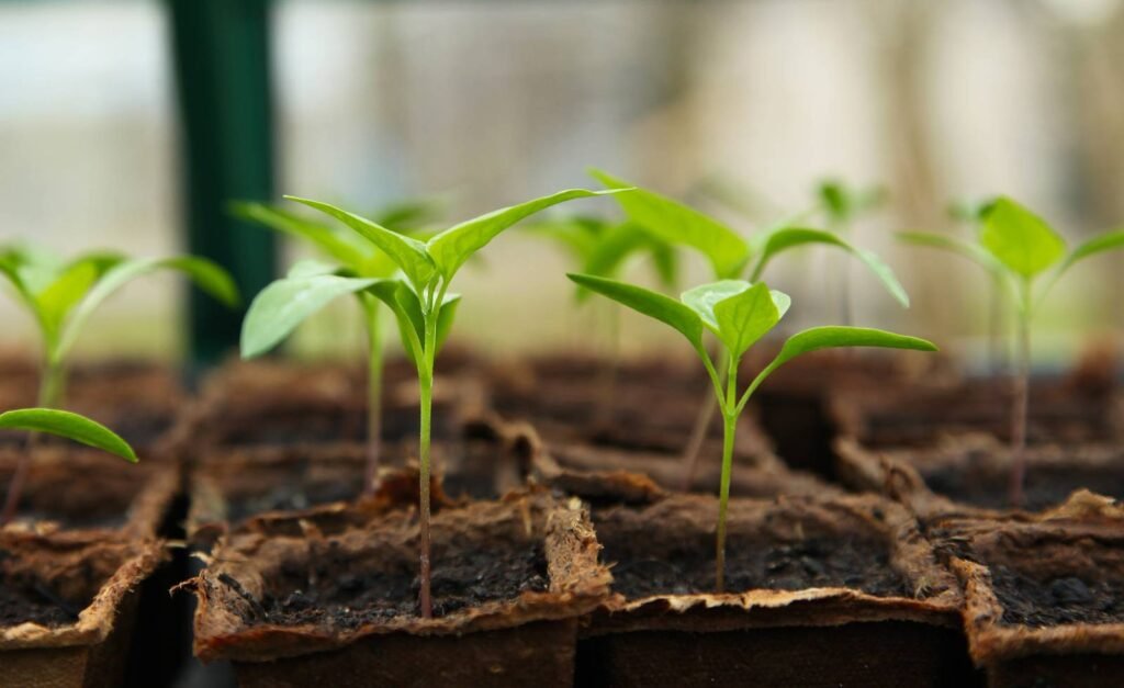 La Educación Ambiental, centros educativos y vulnerabilidad.